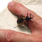 Triatoma dimidiata, vector principal del Chagas en América Central comúnmente llamado chinche